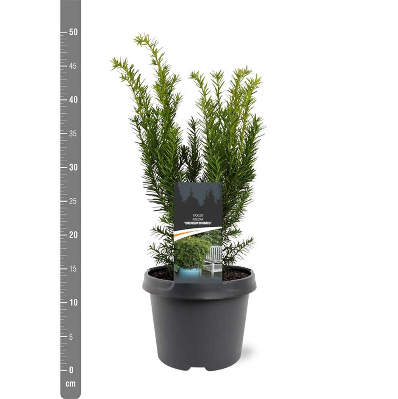 Taxus media 'Densiformis' - C3 25-30 CM